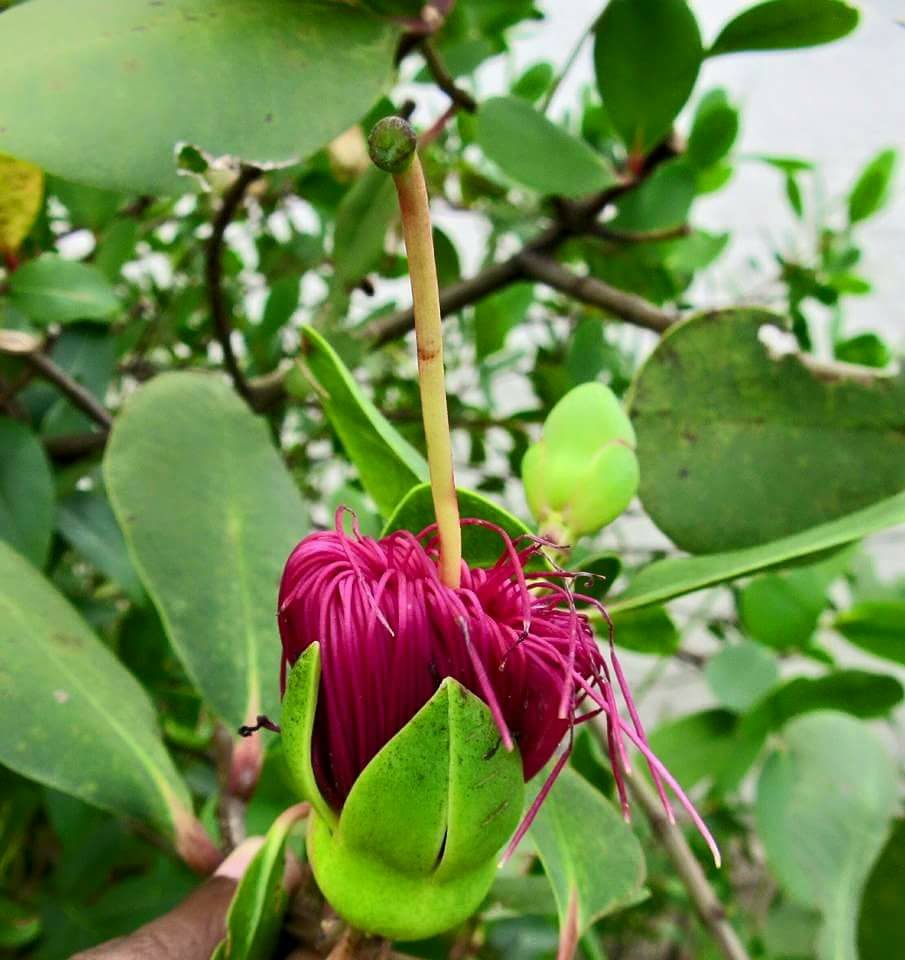 Sonneratia caseolaris